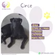 Circe