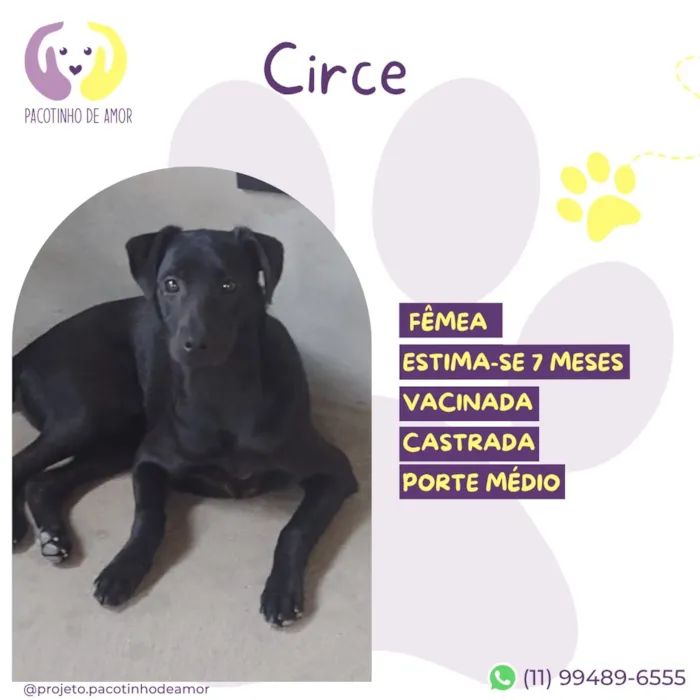 Cachorro raça SRD-ViraLata idade 7 a 11 meses nome Circe