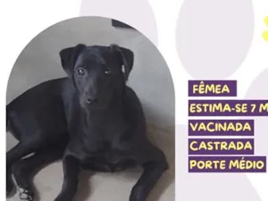 Cachorro raça SRD-ViraLata idade 7 a 11 meses nome Circe