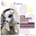 Kiara