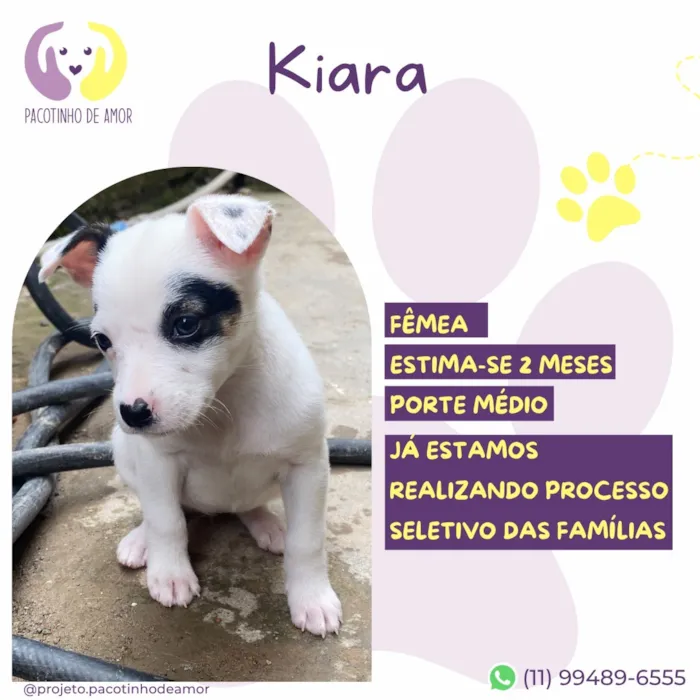 Cachorro raça SRD-ViraLata idade 2 a 6 meses nome Kiara