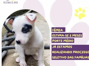 Cachorro raça SRD-ViraLata idade 2 a 6 meses nome Kiara