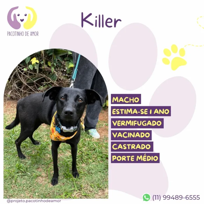 Cachorro raça SRD-ViraLata idade 1 ano nome Killer