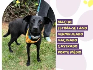 Cachorro raça SRD-ViraLata idade 1 ano nome Killer