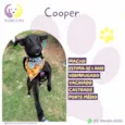 Cooper