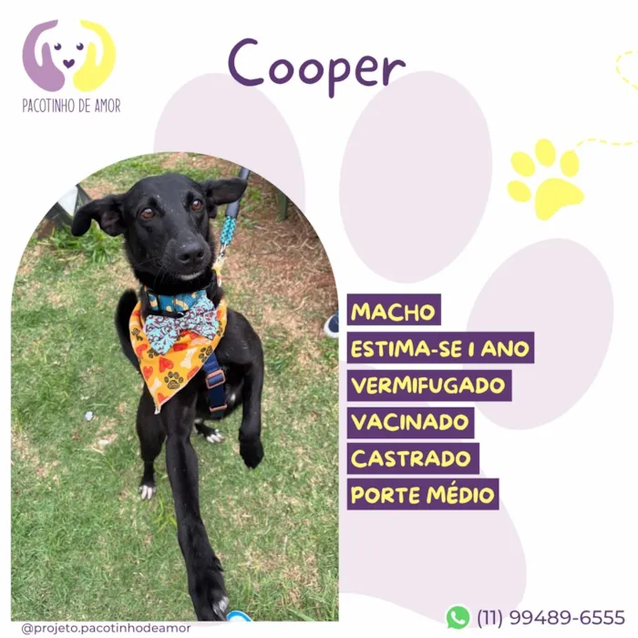 Cachorro raça SRD-ViraLata idade 1 ano nome Cooper