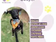 Cooper