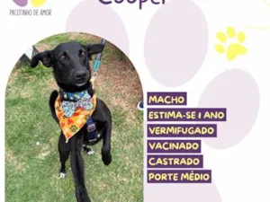 Cachorro raça SRD-ViraLata idade 1 ano nome Cooper