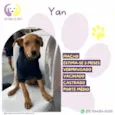Yan