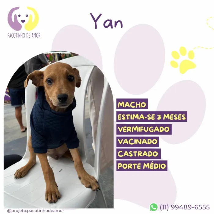 Cachorro raça SRD-ViraLata idade 2 a 6 meses nome Yan