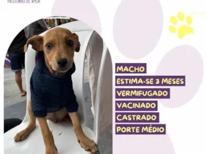 Cachorro raça SRD-ViraLata idade 2 a 6 meses nome Yan