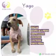 Yago