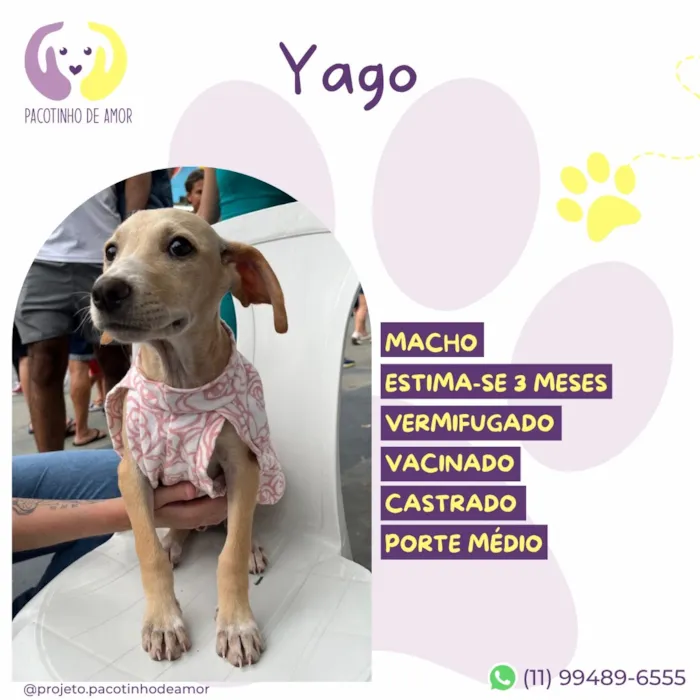 Cachorro raça SRD-ViraLata idade 2 a 6 meses nome Yago