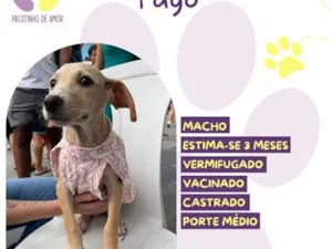 Cachorro raça SRD-ViraLata idade 2 a 6 meses nome Yago