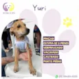 Yuri