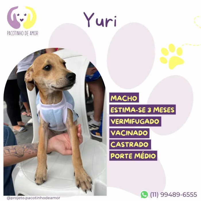 Cachorro raça SRD-ViraLata idade 2 a 6 meses nome Yuri