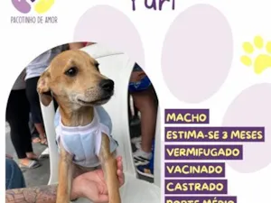 Cachorro raça SRD-ViraLata idade 2 a 6 meses nome Yuri