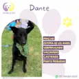 Dante