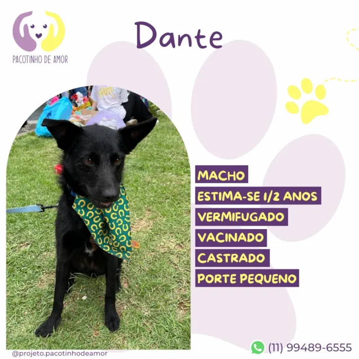 Cachorro raça SRD-ViraLata idade 2 anos nome Dante
