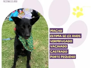 Cachorro raça SRD-ViraLata idade 2 anos nome Dante