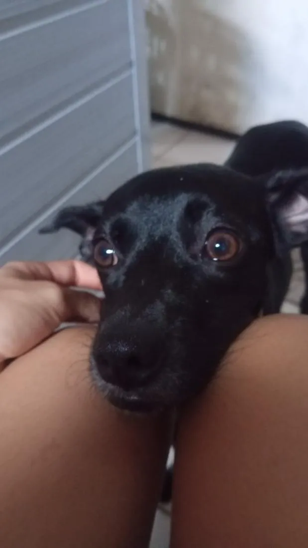 Cachorro raça SRD-ViraLata idade 1 ano nome Eve
