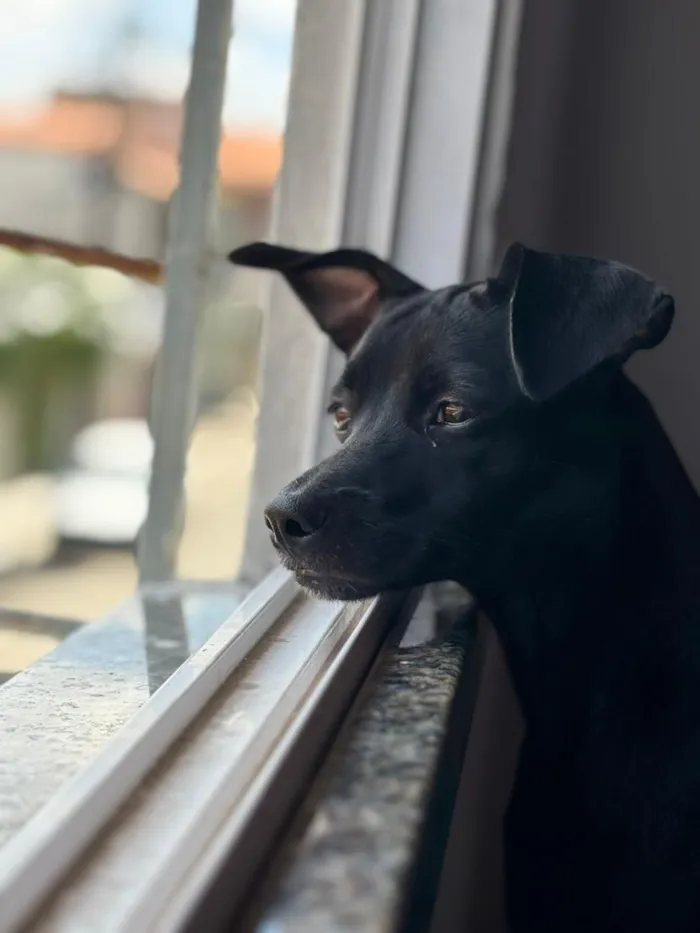 Cachorro raça SRD-ViraLata idade 1 ano nome Eve