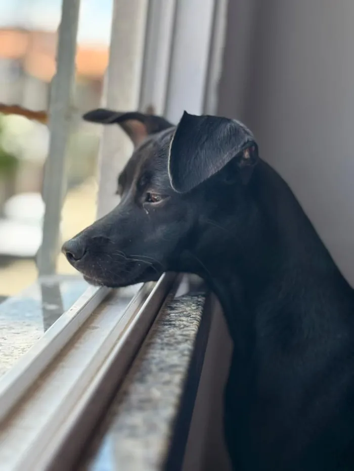 Cachorro raça SRD-ViraLata idade 1 ano nome Eve