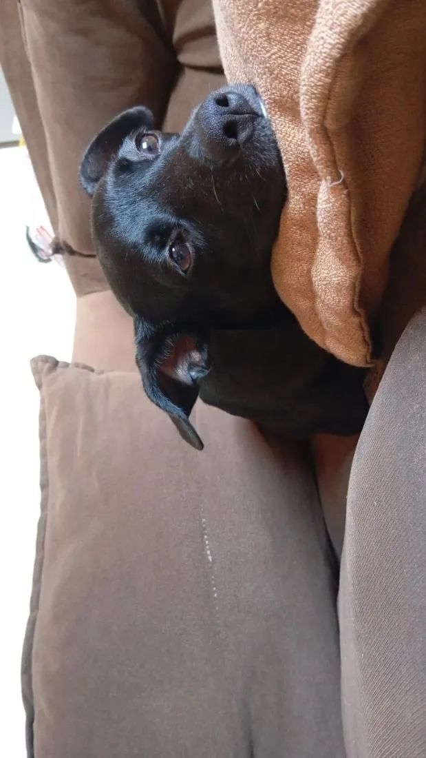 Cachorro raça SRD-ViraLata idade 1 ano nome Eve