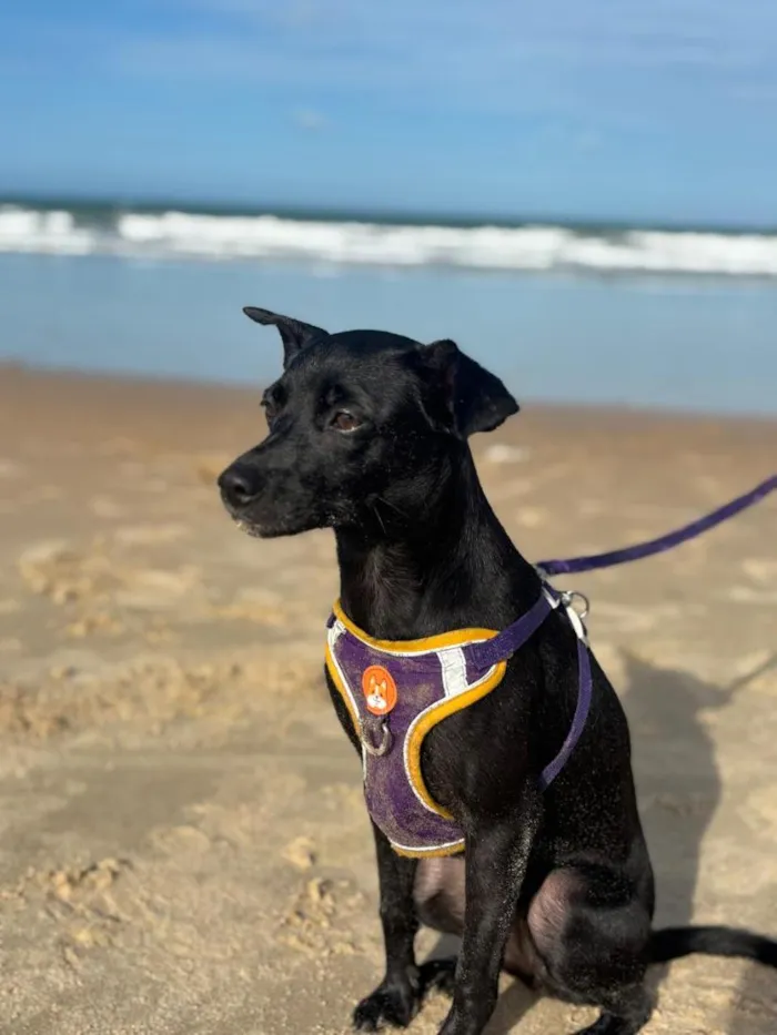 Cachorro raça SRD-ViraLata idade 1 ano nome Eve
