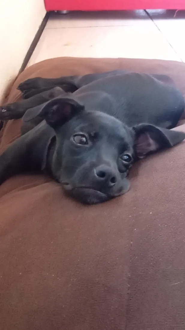 Cachorro raça SRD-ViraLata idade 1 ano nome Eve