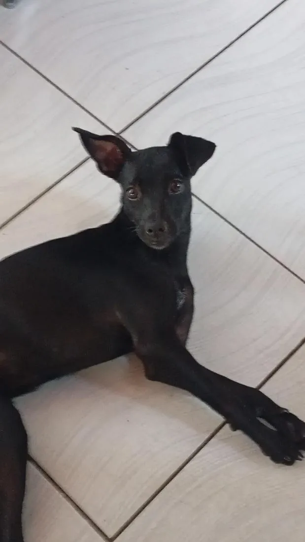 Cachorro raça SRD-ViraLata idade 1 ano nome Eve