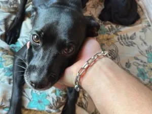 Cachorro raça SRD-ViraLata idade 1 ano nome Eve