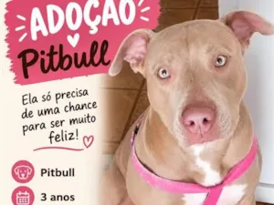 Cachorro raça Pit-Bull idade 3 anos nome akira