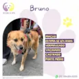 Bruno