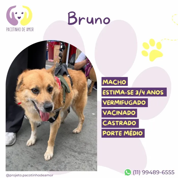 Cachorro raça SRD-ViraLata idade 3 anos nome Bruno
