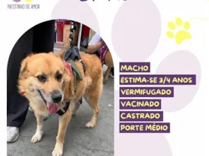 Cachorro raça SRD-ViraLata idade 3 anos nome Bruno