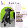 Bubbaloo