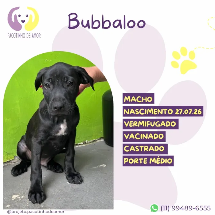 Cachorro raça SRD-ViraLata idade 2 a 6 meses nome Bubbaloo