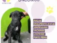 Bubbaloo