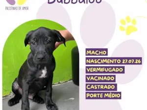 Cachorro raça SRD-ViraLata idade 2 a 6 meses nome Bubbaloo