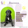 Bazooka