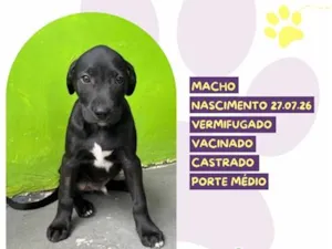 Cachorro raça SRD-ViraLata idade 2 a 6 meses nome Bazooka