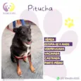 Pitucha