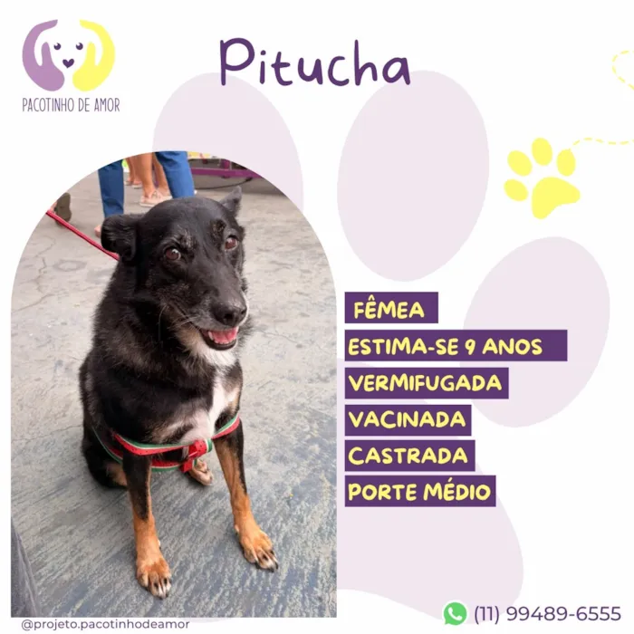Cachorro raça SRD-ViraLata idade 6 ou mais anos nome Pitucha