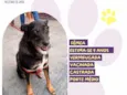 Pitucha