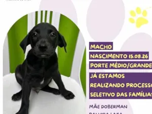 Cachorro raça SRD-ViraLata idade 2 a 6 meses nome Baconzitos