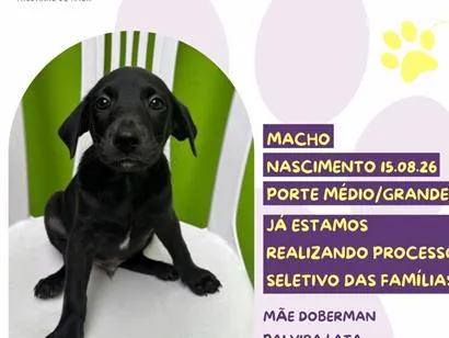 Cachorro raça SRD-ViraLata idade 2 a 6 meses nome Baconzitos