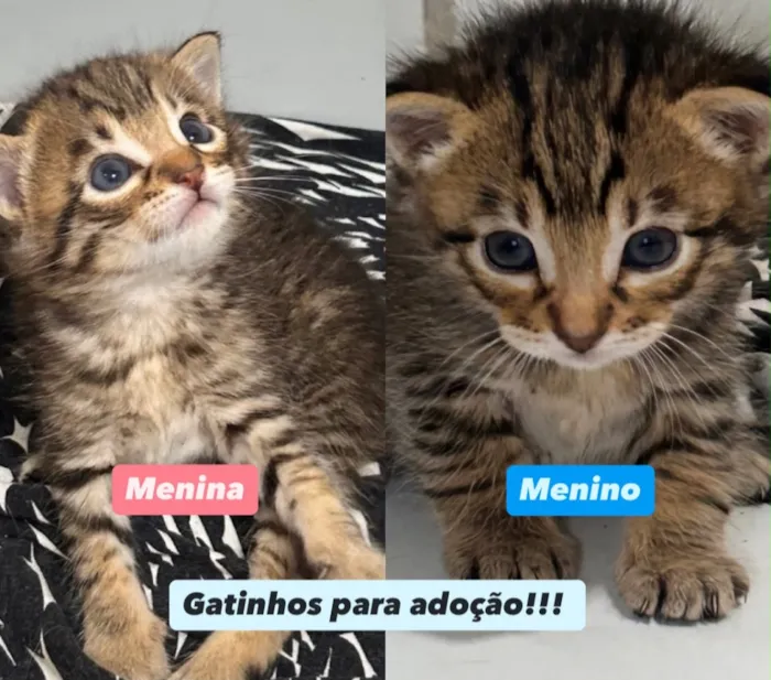 Gato raça SRD-ViraLata idade Abaixo de 2 meses nome Charlie e Lola