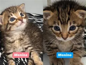Gato raça SRD-ViraLata idade Abaixo de 2 meses nome Charlie e Lola