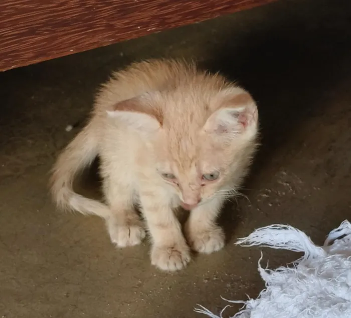 Gato raça SRD-ViraLata idade Abaixo de 2 meses nome Tica